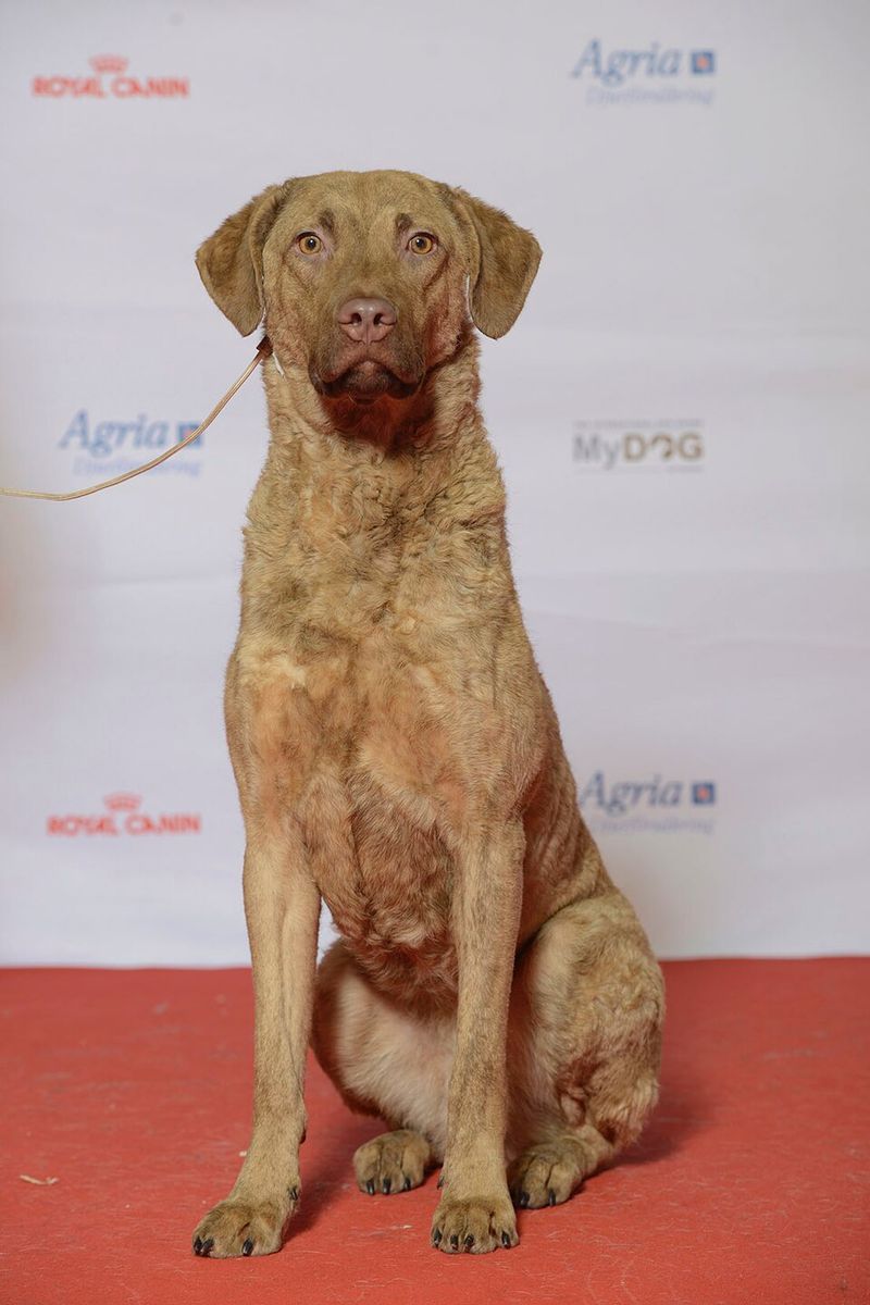These dog breeds weren't developed for easy quarry - their hunting histories involved serious challenges 10 Chesapeake Bay Retriever