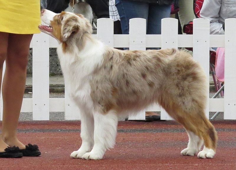 Australian Shepherd