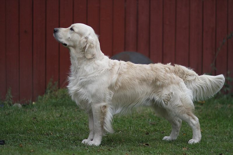 These 10 dog breeds often learn to enjoy grooming once owners change one simple habit 2 Golden Retriever