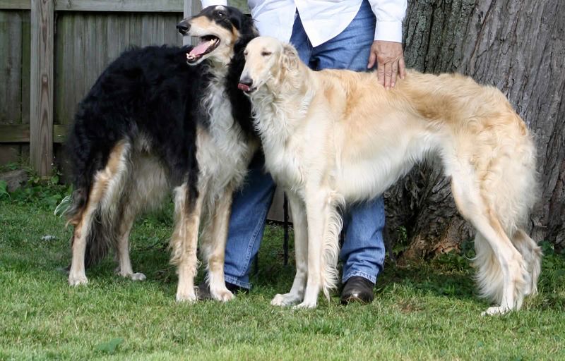Some dog breeds simply have less to say - and peaceful households may love them for it 5 Borzoi