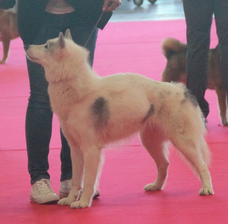 10 Dog Breeds That Are Truly Wolf-Like – And 5 That Only Look Wild 7 Canadian Eskimo Dog