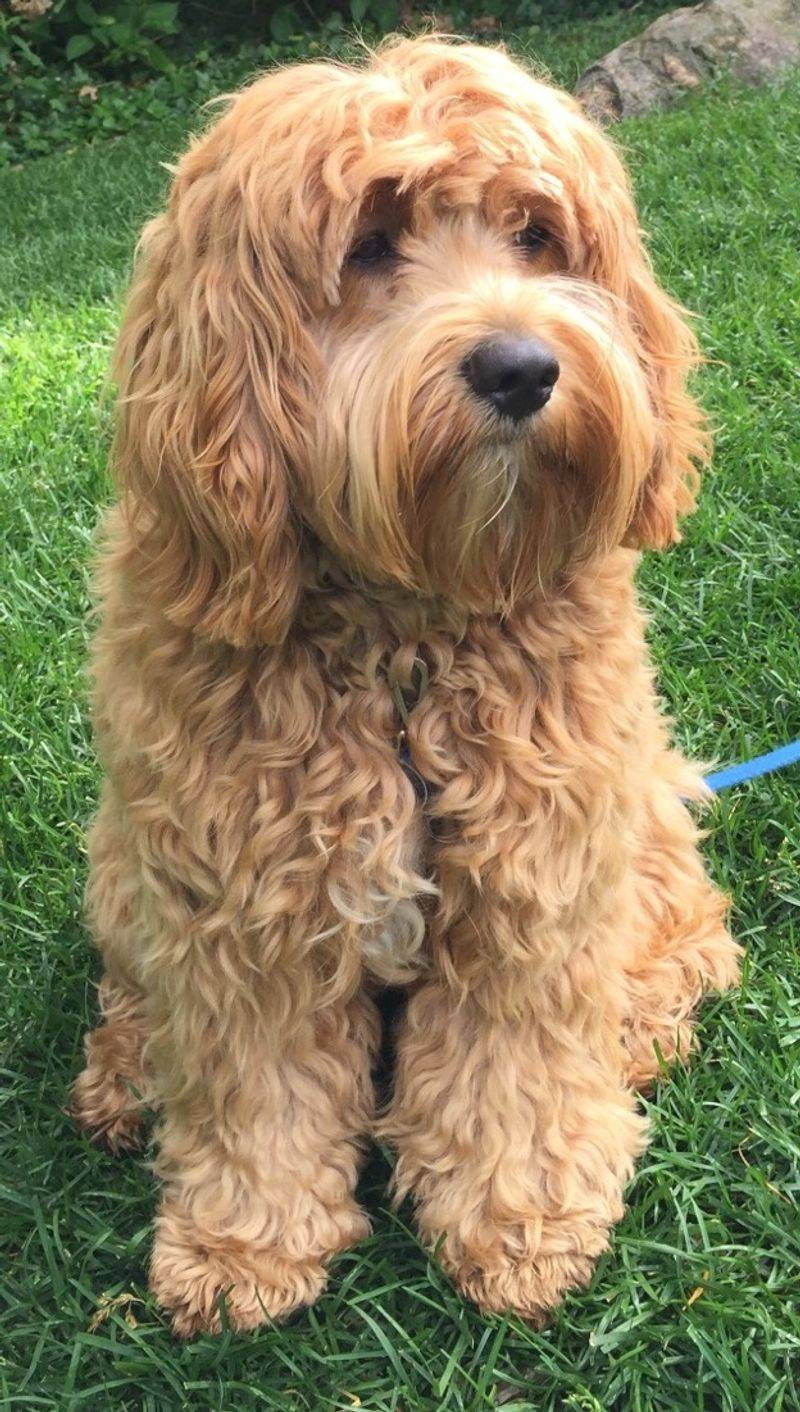 Cockapoo