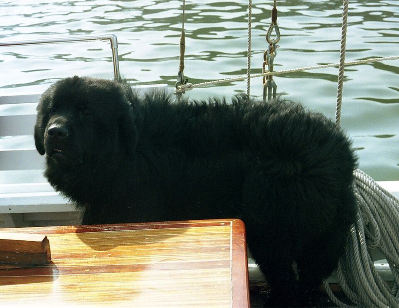 11 muscular dog breeds that look like athletes - and 3 that hide their strength better 14 Newfoundland