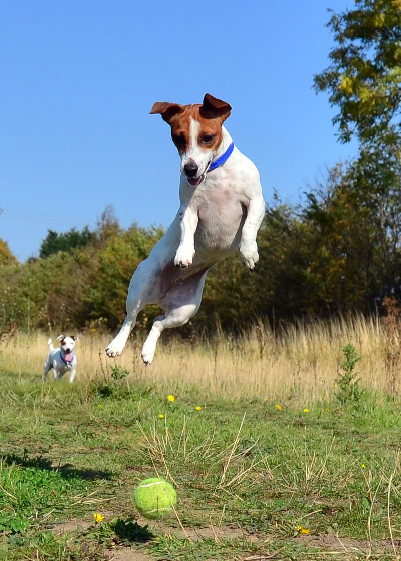 11 dog breeds that look like easy companions - until the personality arrives 5 Jack Russell Terrier