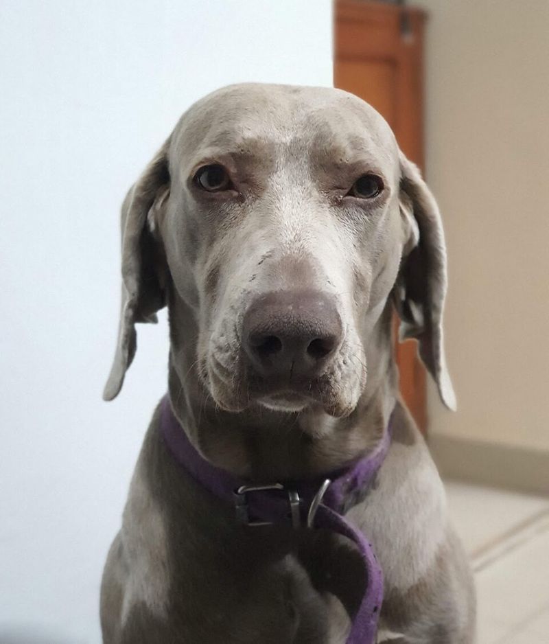 Weimaraner