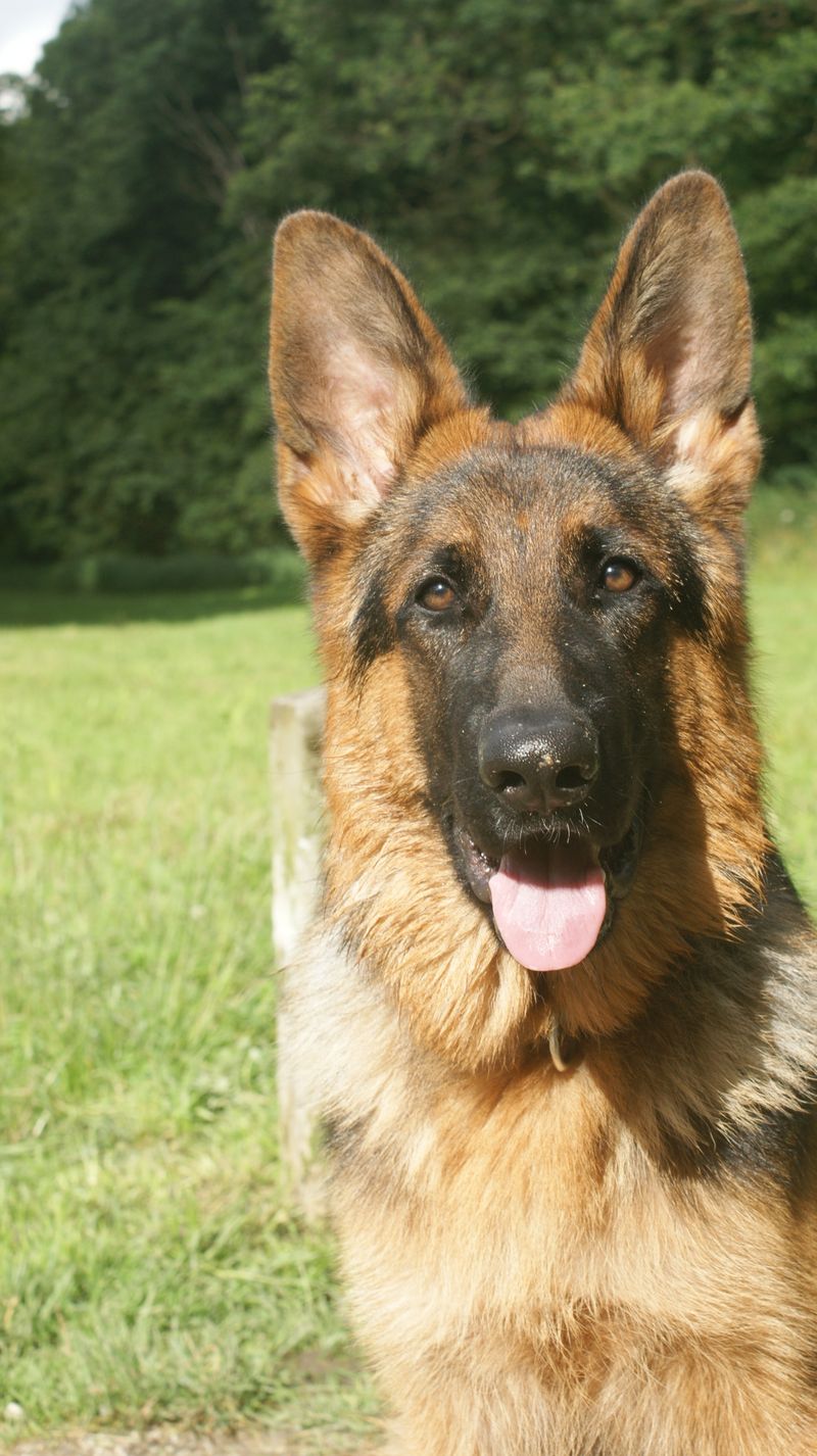 Home doesn't feel complete to these 14 dog breeds unless you're there too 15 German Shepherd