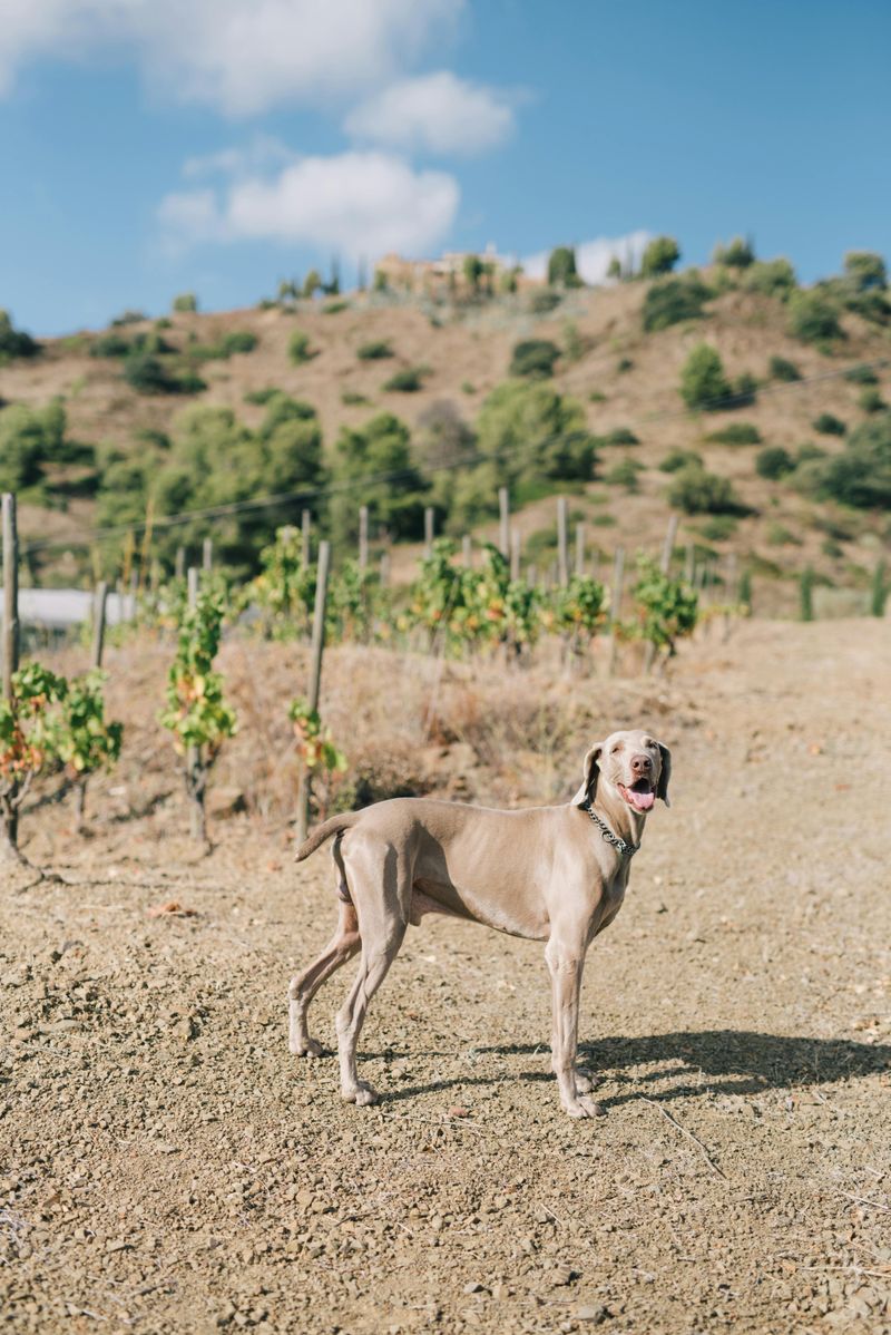 17 dog breeds that have the clearest physical features linked to their original purpose 17 Weimaraner
