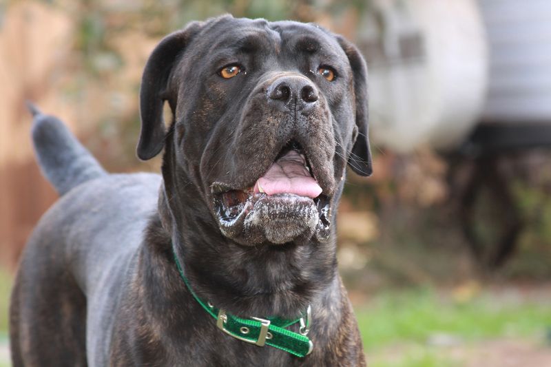 25 Dog Breeds That Command Respect Just by Their Presence 5 Cane Corso