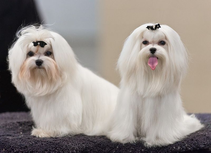 28 Trustworthy Dog Breeds Known for Their Unshakable Loyalty 20 Maltese