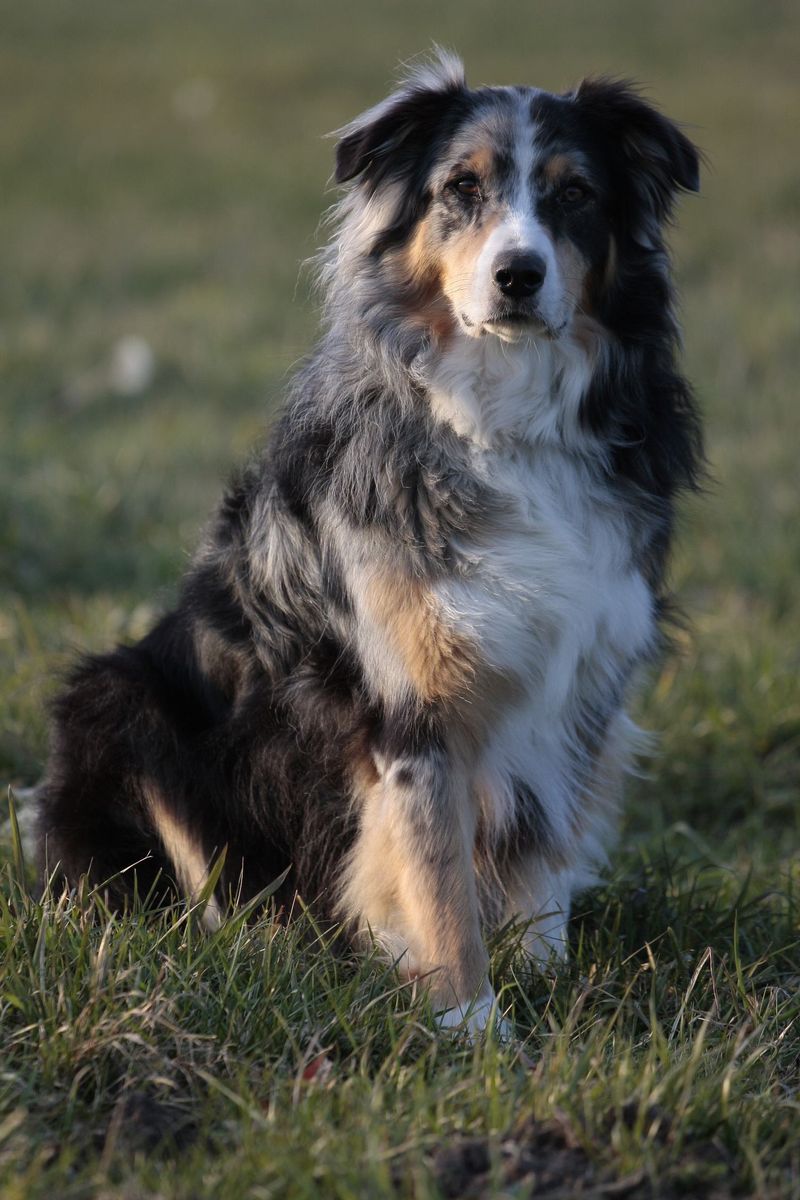 Border Collie