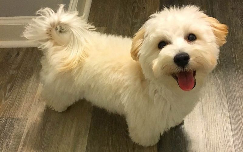 Maltese
