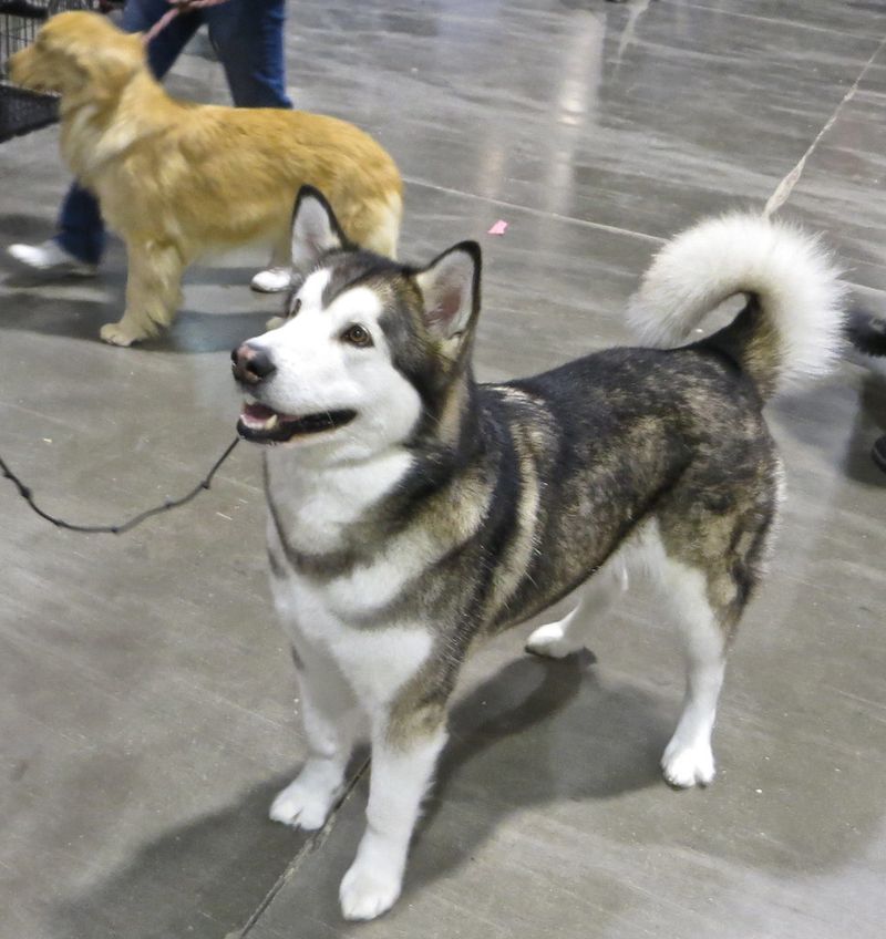 13 dogs that look like they belong on magazine covers - but their personalities may surprise you even more 11 Alaskan Malamute