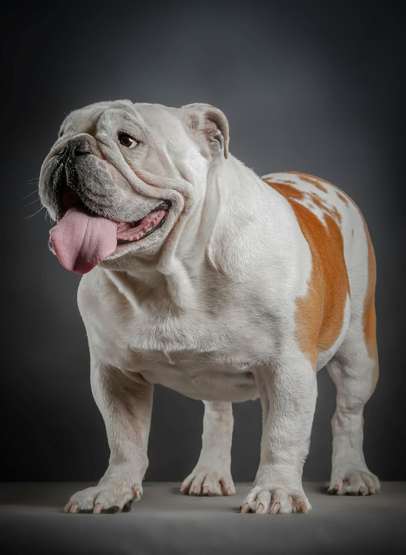 15 Dog Breeds That Are Dominating America’s Popularity Charts Right Now 7 Bulldog