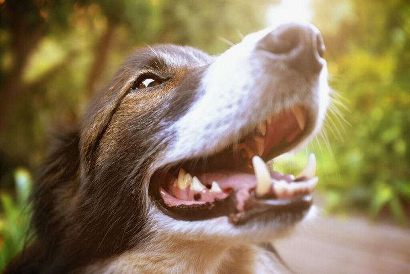 Myth 9: Bad breath is normal for pets