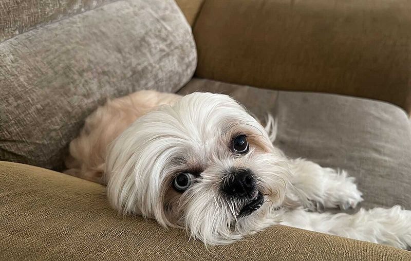 13 Dog Types That Turn Your Sofa Into Their Personal Throne 6 Shih Tzu
