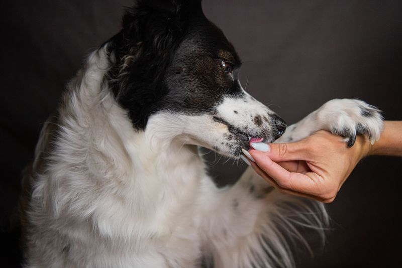 Dry winter air is coming, so here are 9 ways to stop your dog's itchy, flaky skin 6 Add Omega-3 Fatty Acids to the Menu
