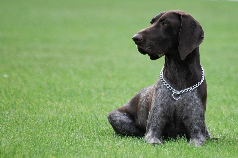 German Shorthaired Pointer