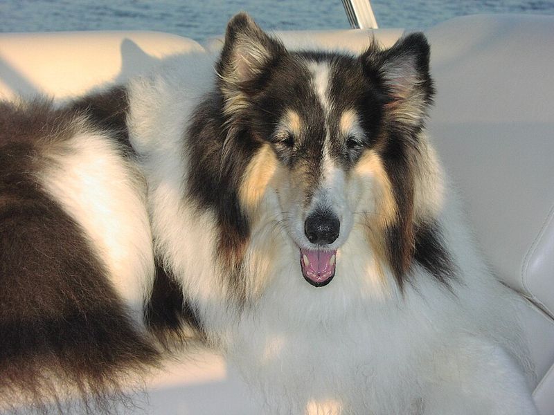 Looking for a naturally steady companion? These dog breeds rarely disappoint 9 Rough Collie