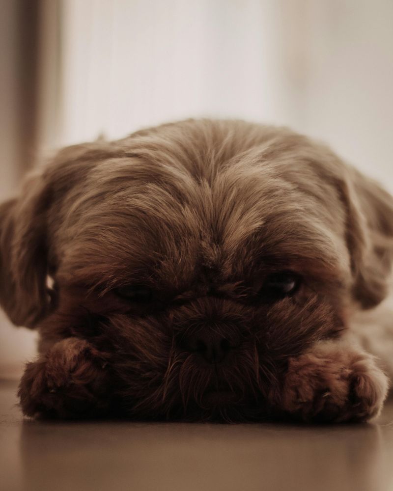 Shih Tzu