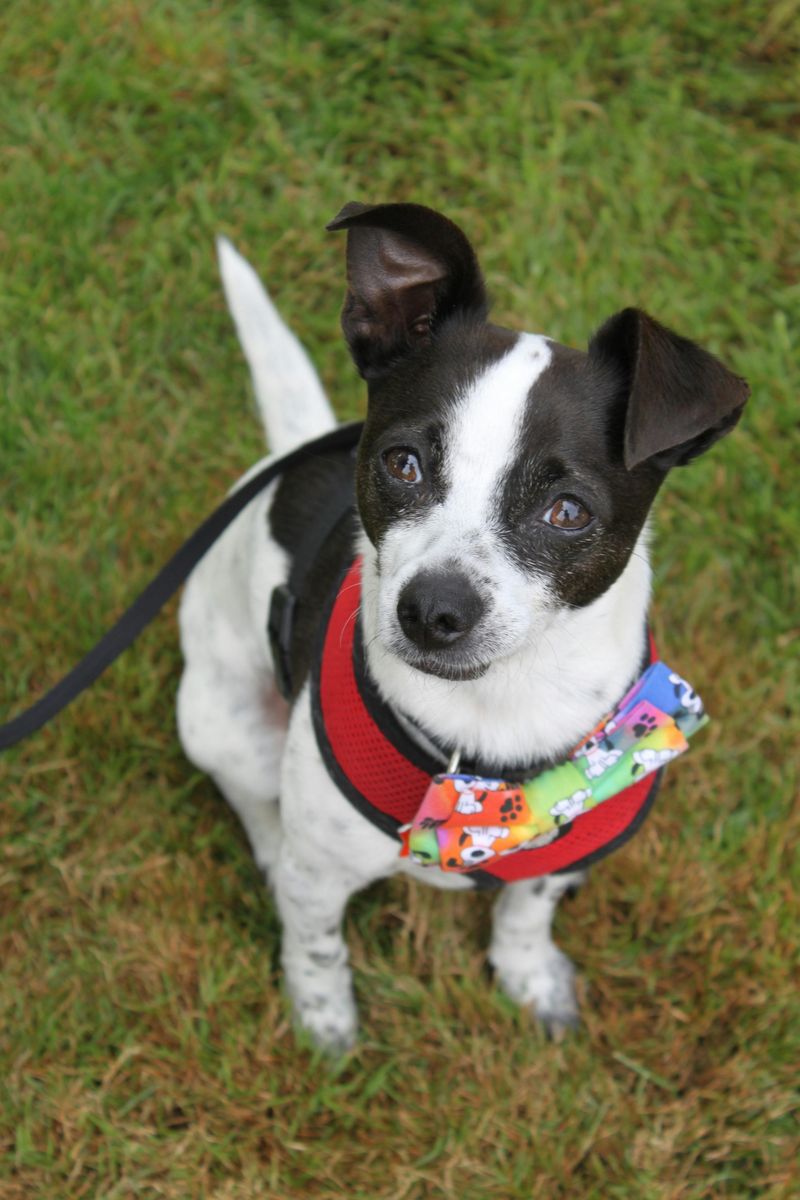 16 dog breeds that make digging look less like a habit and more like a mission 6 Rat Terrier