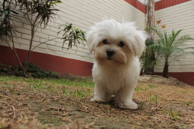 Havanese