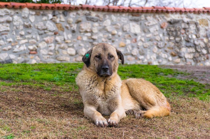 Anatolian Shepherd Dog