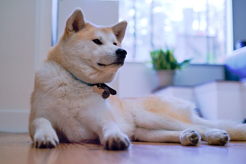 25 Dog Breeds with a Majestic Look That Instantly Draws Attention 11 Akita Inu