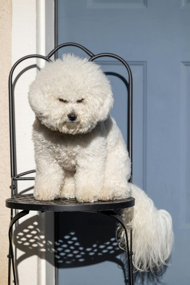 Bichon Frise