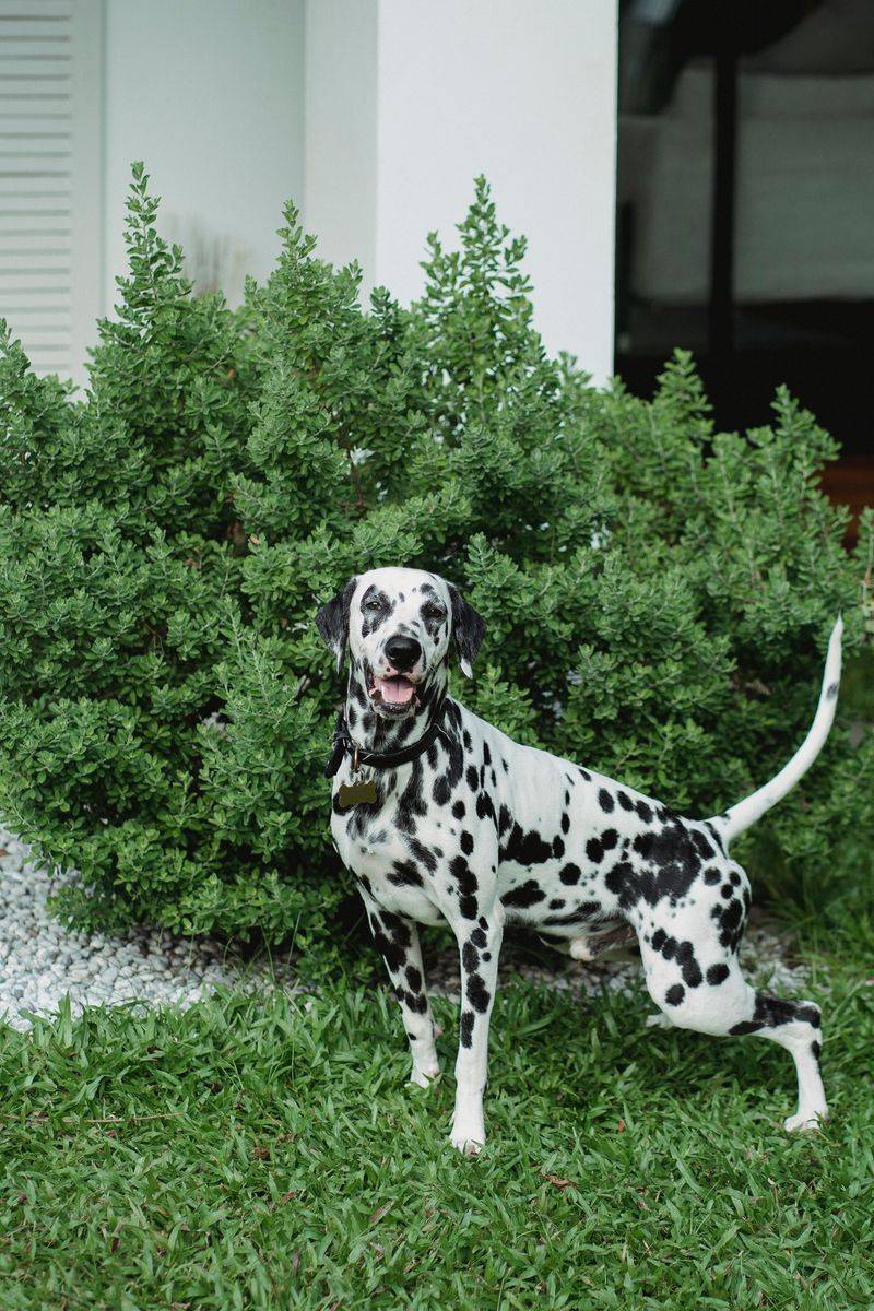 More exercise isn't always better - Even highly active dogs need time to recover 10 Dalmatian
