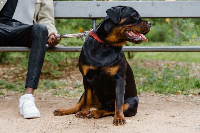 Before the puppy excitement takes over, find out what living with these sought-after breeds actually involves 12 Rottweiler