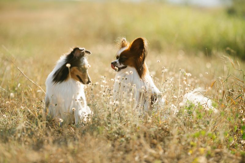 Papillon