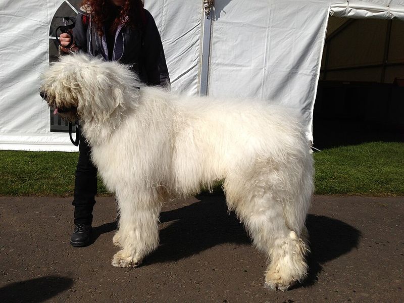 15 Dog Breeds That Can Be Prone To Resource Guarding - What Early Training Should Look Like 3 Komondor