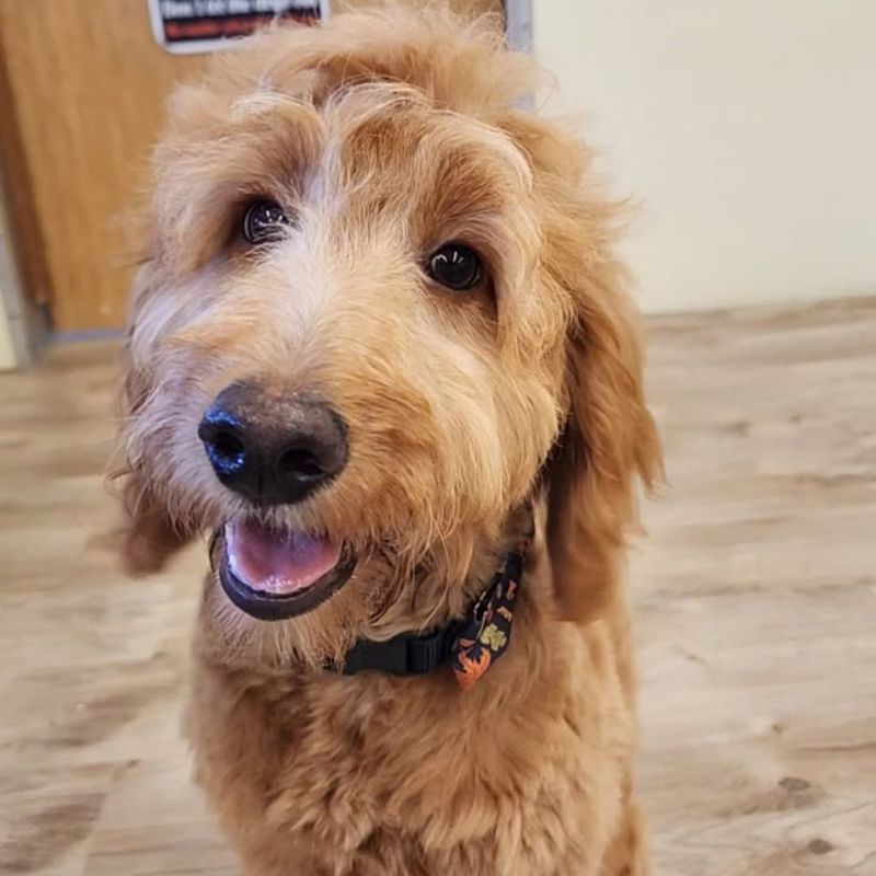 Boxerdoodle (Boxer + Poodle)