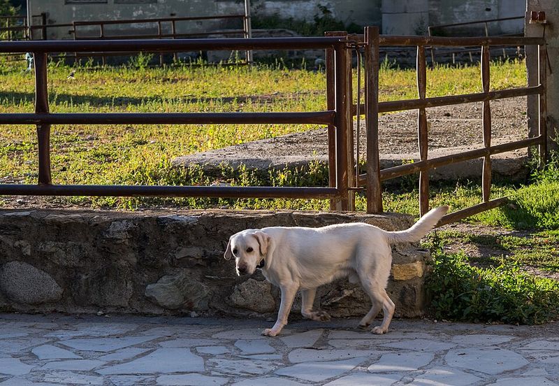 These dog breeds won't complain when your idea of relaxing involves getting outside 15 Labrador Retriever