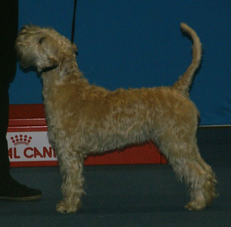 27 Low-Stress Dog Breeds That Thrive in Peaceful Homes 25 Soft-Coated Wheaten Terrier