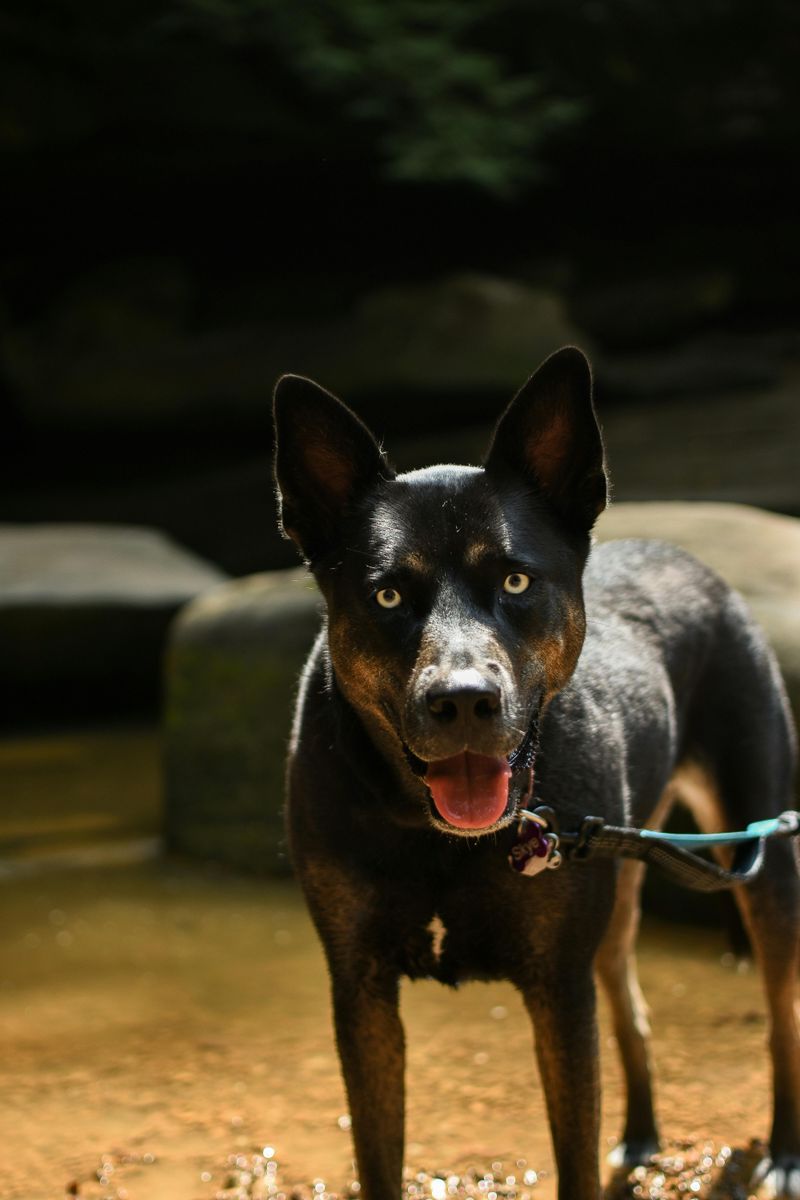 Australian Kelpie