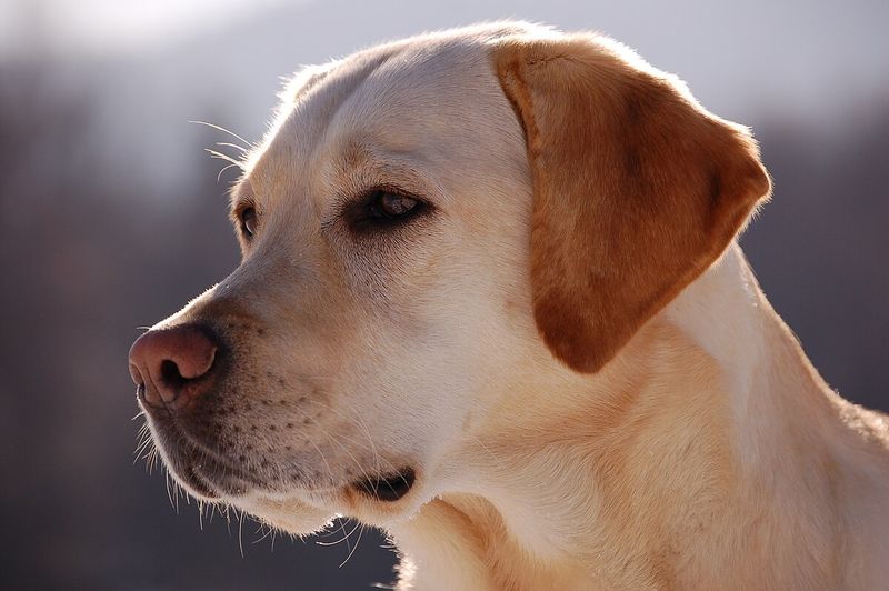 13 Remarkable Ways Dogs Detect Danger Before Humans Do 4 Sensing Seismic Vibrations