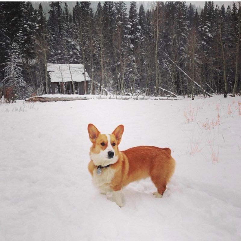 16 dog breeds that behave differently the second food is even mentioned 7 Pembroke Welsh Corgi