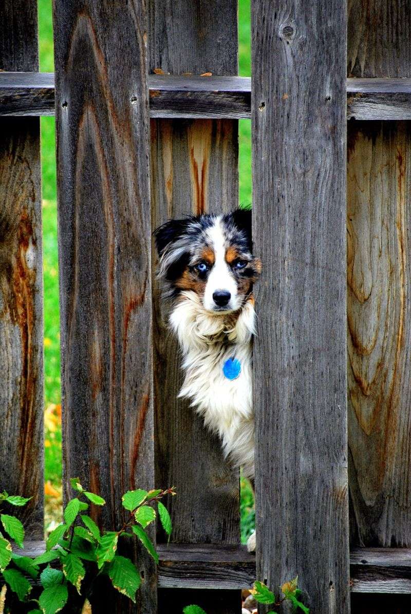 The dog breeds most affected when you're away 11 Australian Shepherd