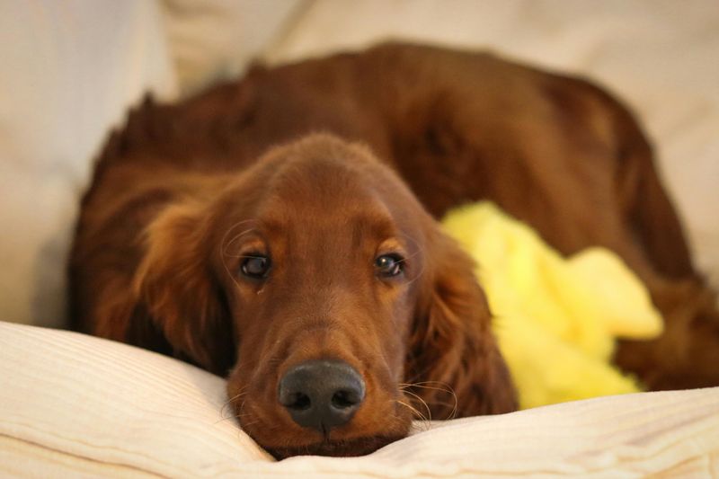 Irish Setter