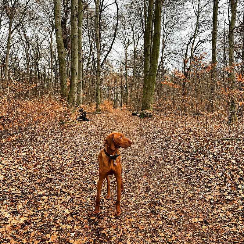 Adventure outside. Relaxation inside. These 11 dog breeds do both exceptionally well 10 Vizsla