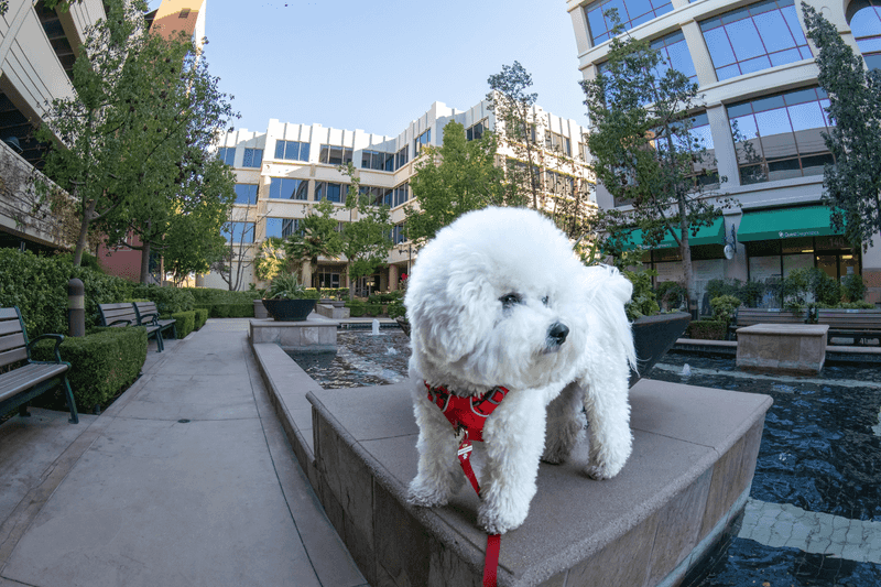 13 dog breeds that prove the best part of ownership isn't always the adventures - sometimes it's the everyday company 8 Bichon Frise