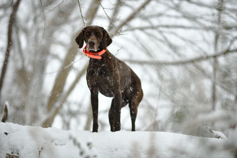 German Shorthaired Pointer