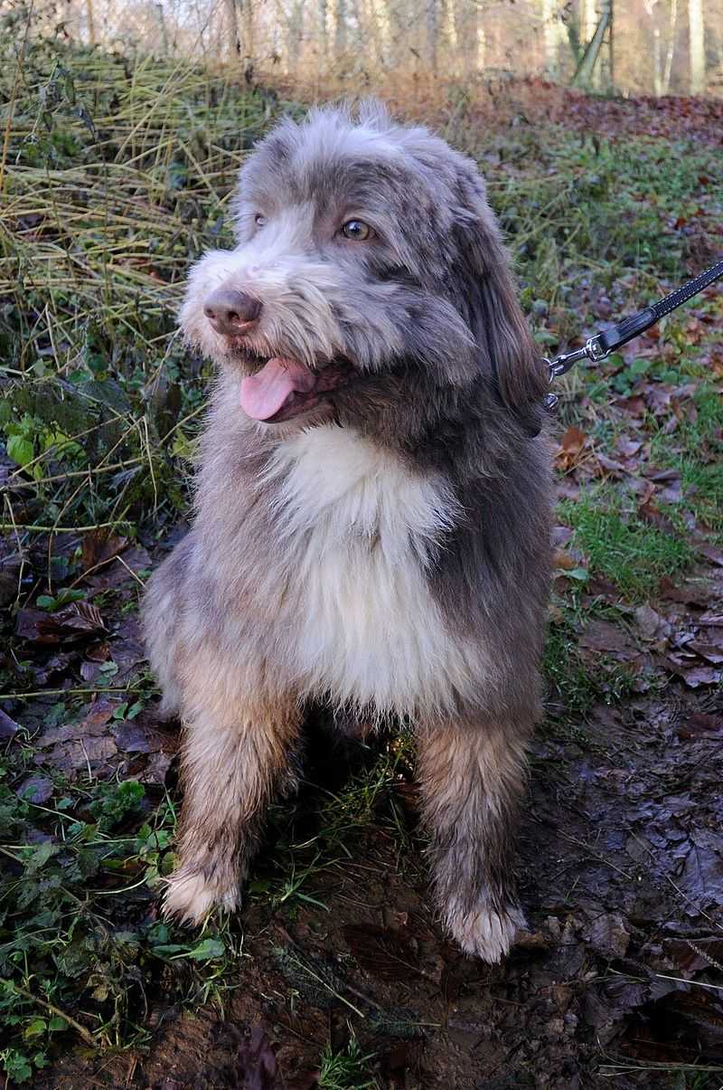 These 11 dog breeds stay stunning - until brushing becomes an afterthought 8 Bearded Collie