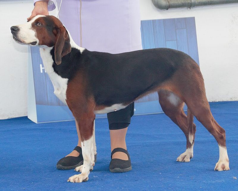 Serbian Tricolour Hound