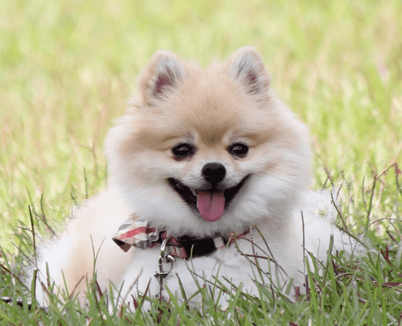 Pomeranian