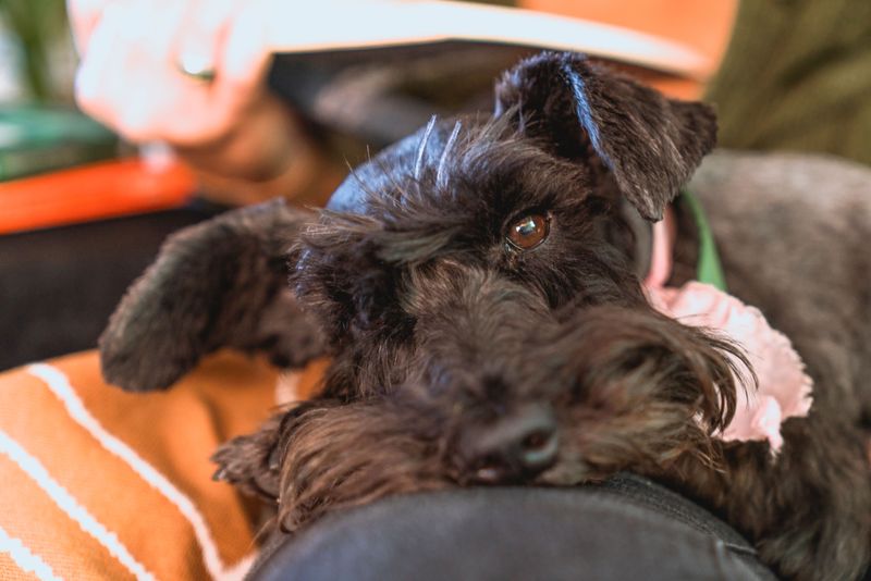 Everyone else believes you're fine - These dogs may be paying attention to the clues you can't hide 13 Miniature Schnauzer