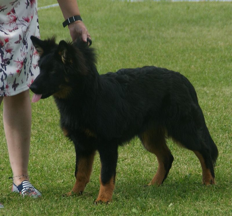 Bohemian Shepherd