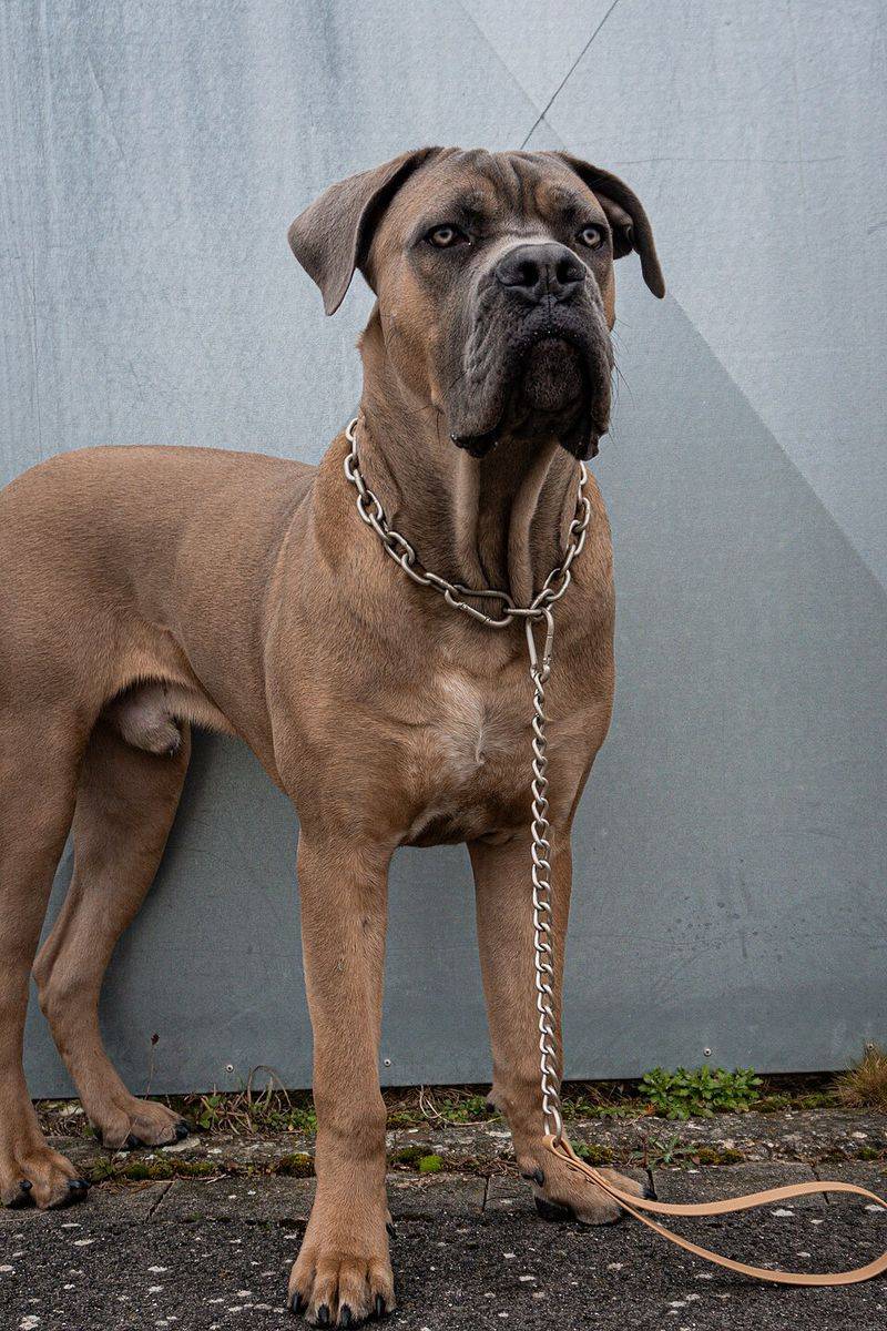 Behind the impressive builds of these dog breeds lies some serious canine jaw power 2 Cane Corso