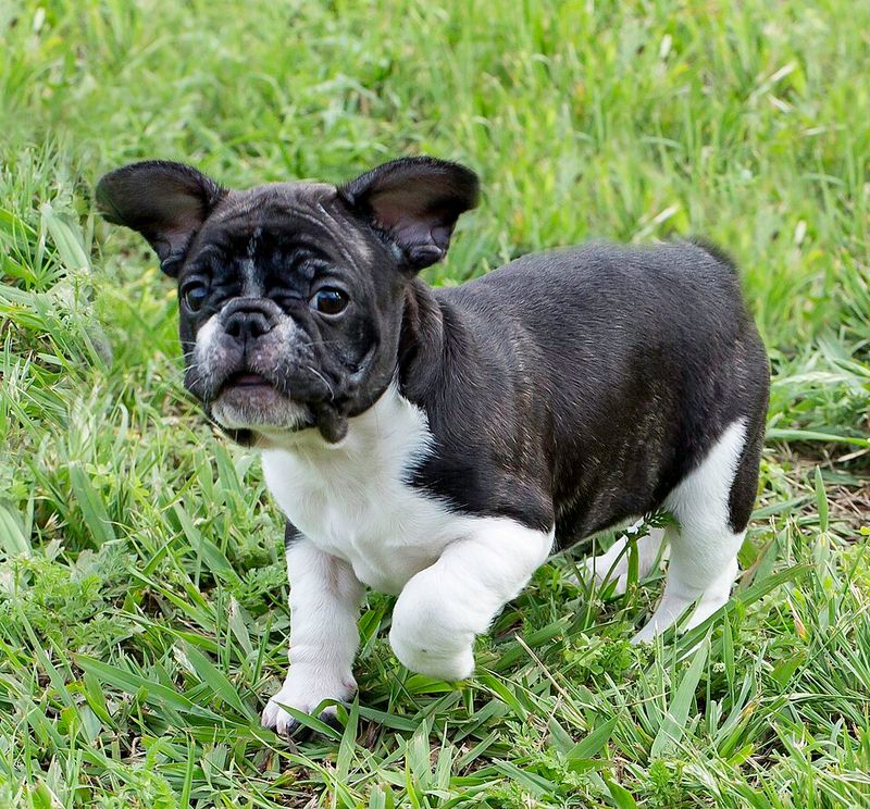 French Bulldog